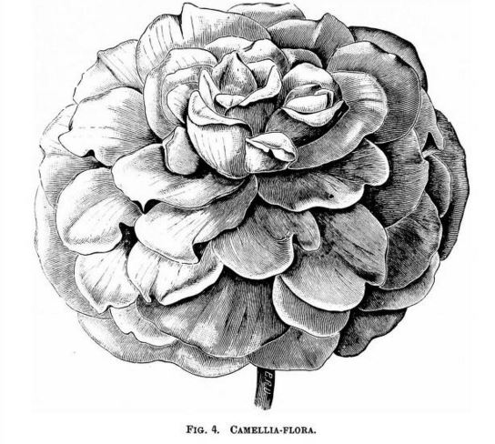 B. ‘Camelliaflora’